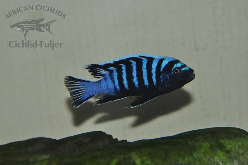 Cynotilapia zebroides 'Likoma Island'